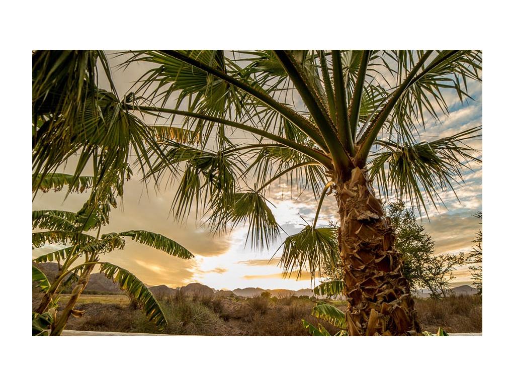 Palm trees with mountains and sunset in background