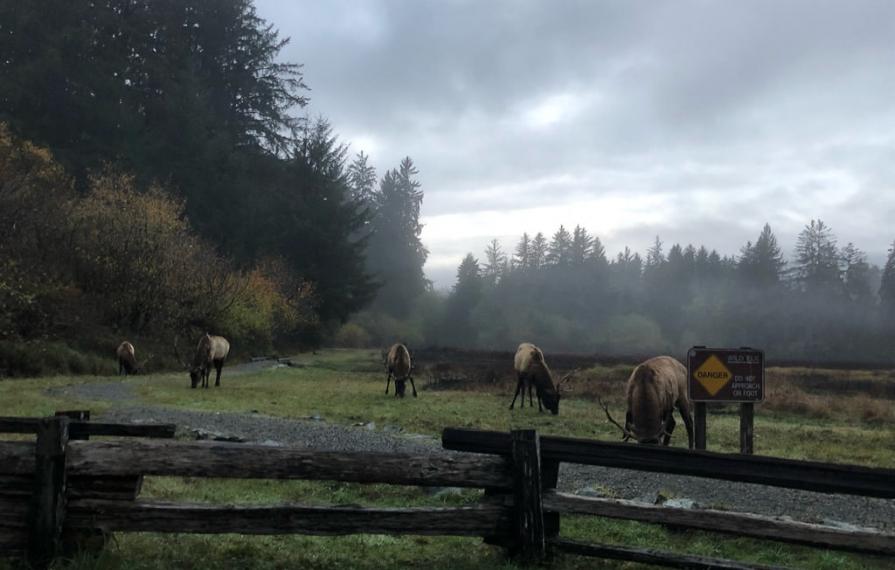 5 Elk eating grass behind a fence