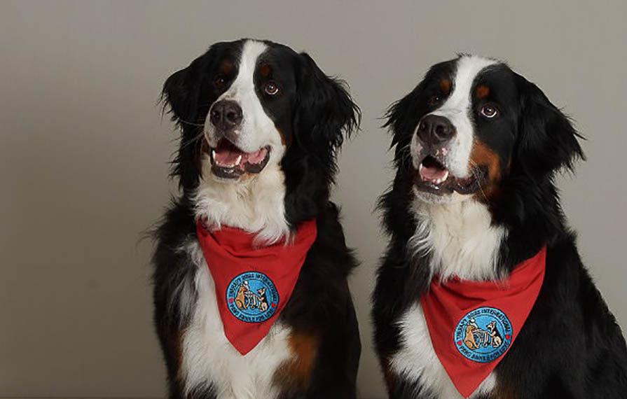 Two Bernese Mountain Dogs wearing red bandannas