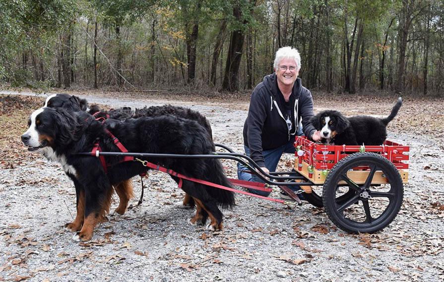 Beth sitting next to Bernese Mountain Dog puppy in red cart. Two adult Bernese Mountain Dogs are pulling the red cart