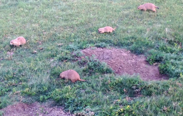 Collage of old car and parts.