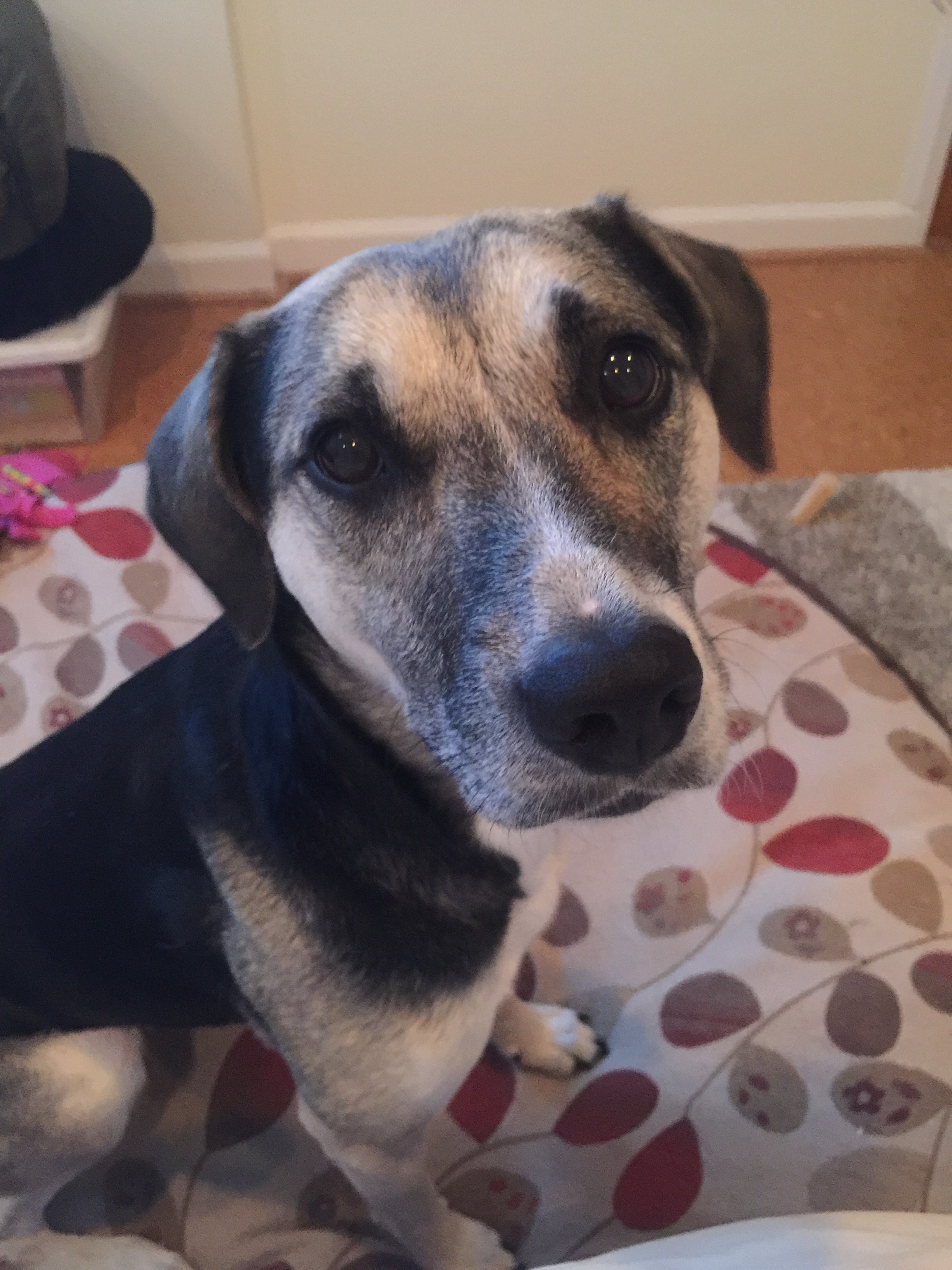 Close up of small dog's face.