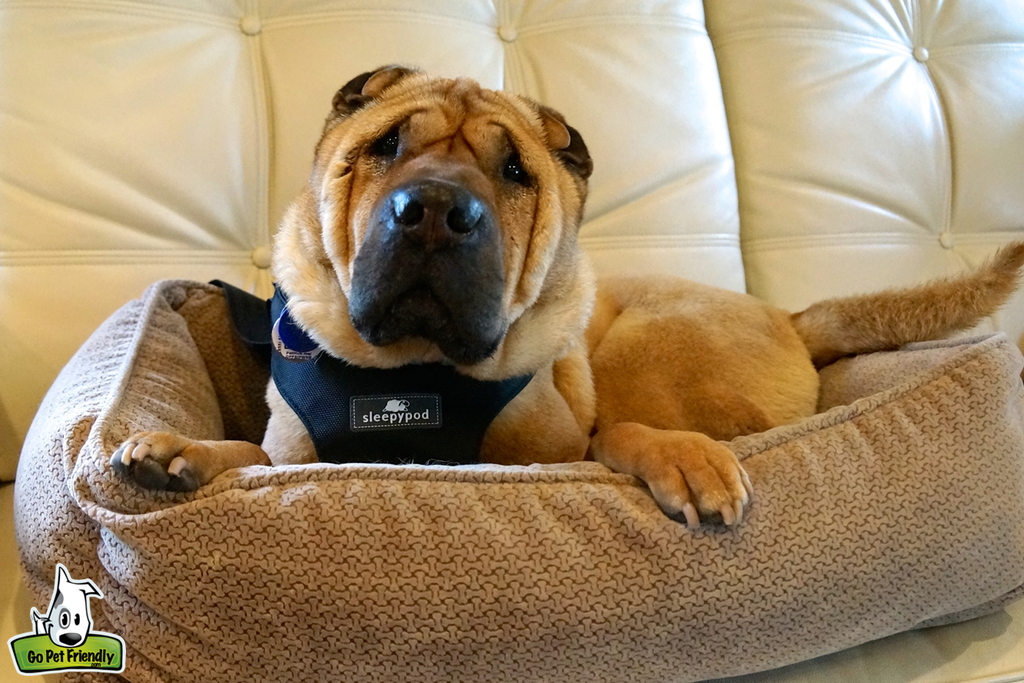 Ty sitting in dog bed on couch