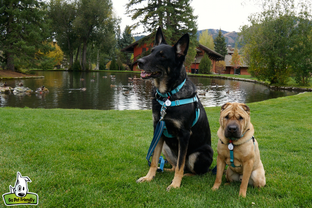 Two dogs sitting on the grass next to a small pond.