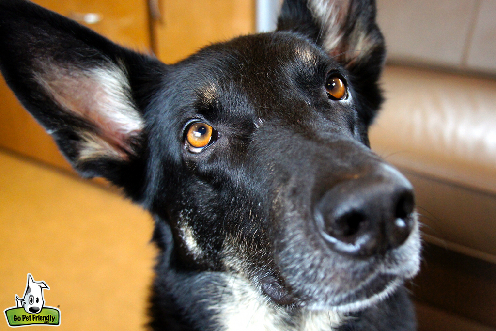 Close up of dog's face.