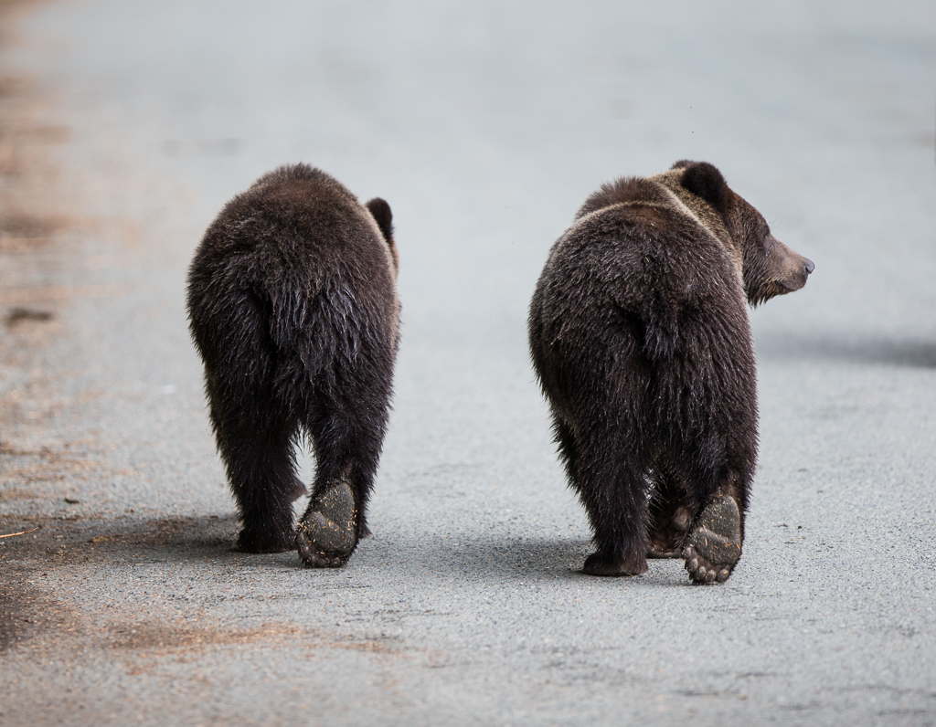 Two bears walking along the side of a road.