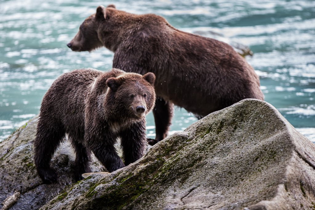 Two bears playing on rocks in the water.