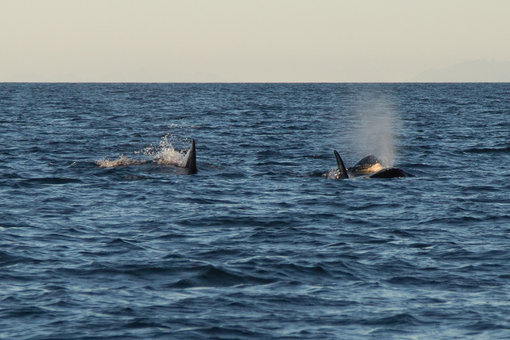 Pod of whales surfacing the water.