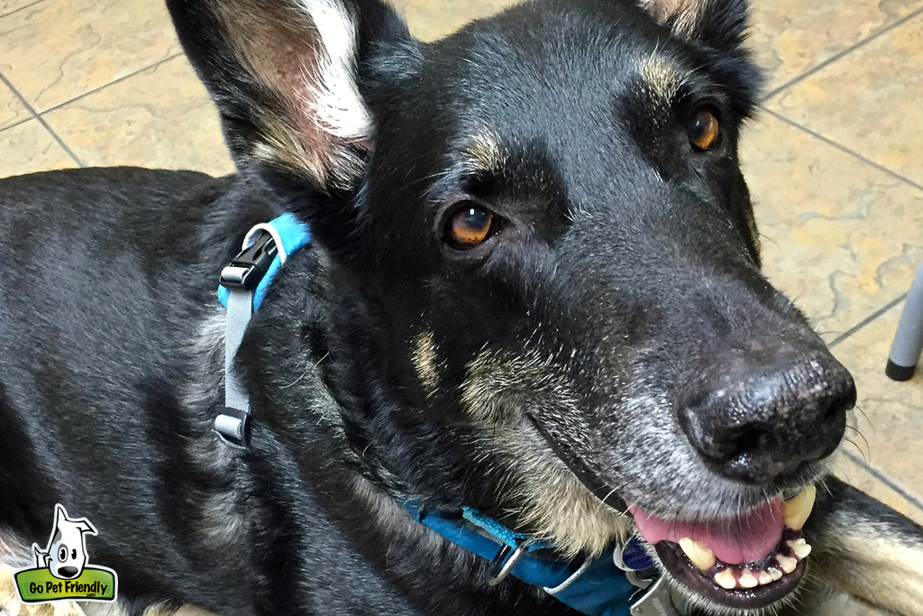 Close up of dog's face.