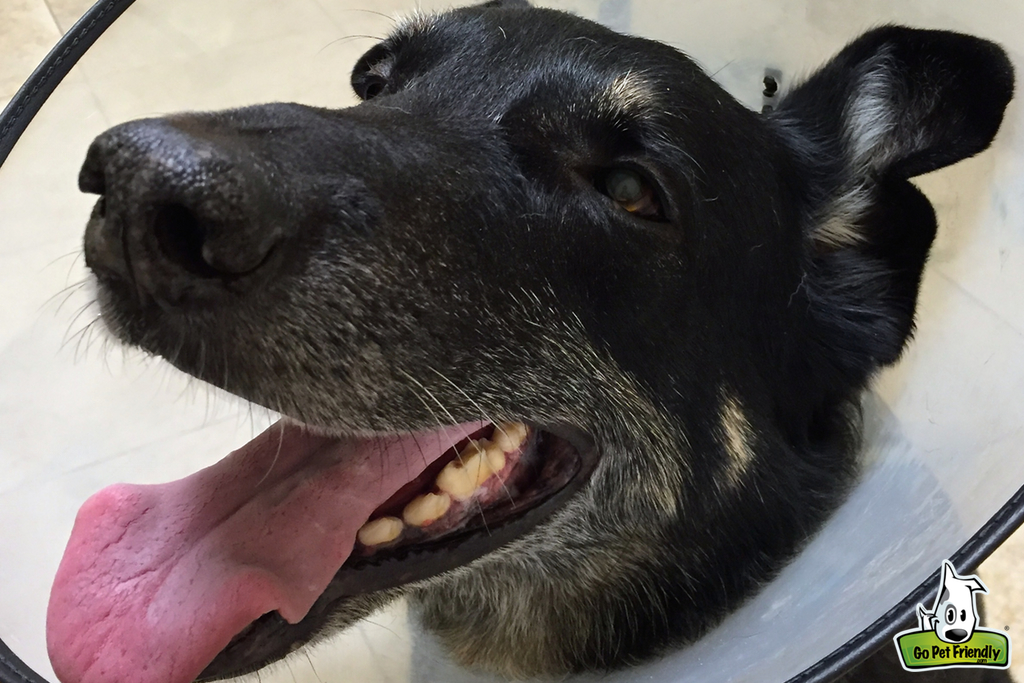 Dog with a cone on his head.