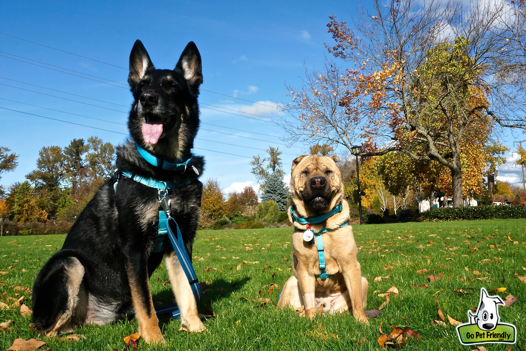 Ty and Buster sitting on the grass.