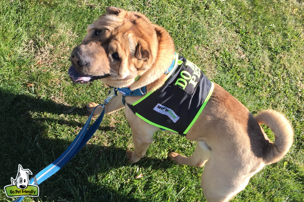 Dog with pet vest on that reads "Do Not Pet."