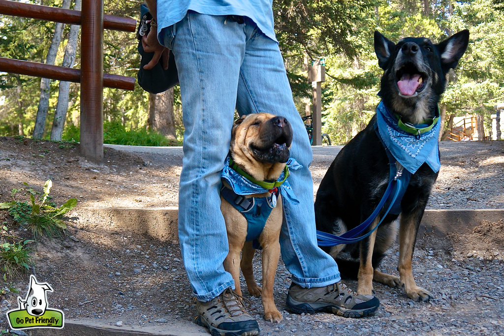 Ty and Buster sitting at person's feet.