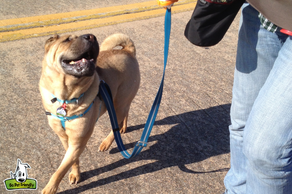 Dog on leash walking and looking up at owner.
