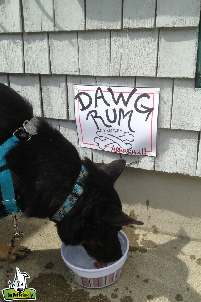 Dog drinking out of water bowl.