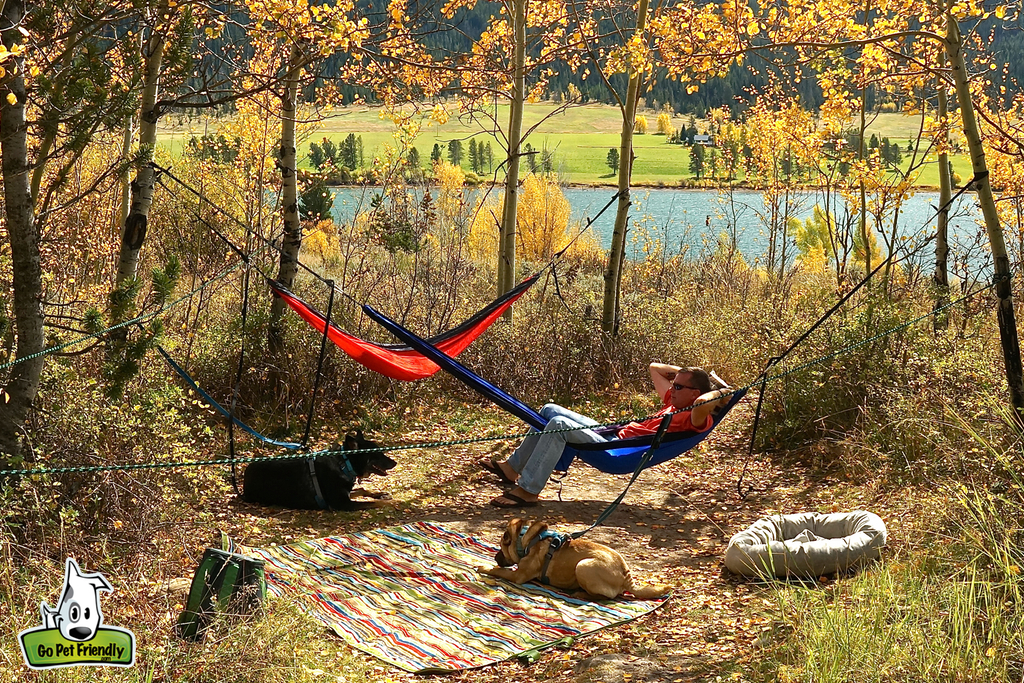 Rod in a hammock with the two dogs laying on the ground below.