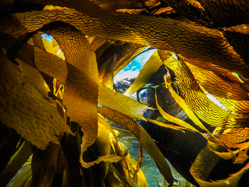 Peter with snorkel gear making his way through the thick kelp.
