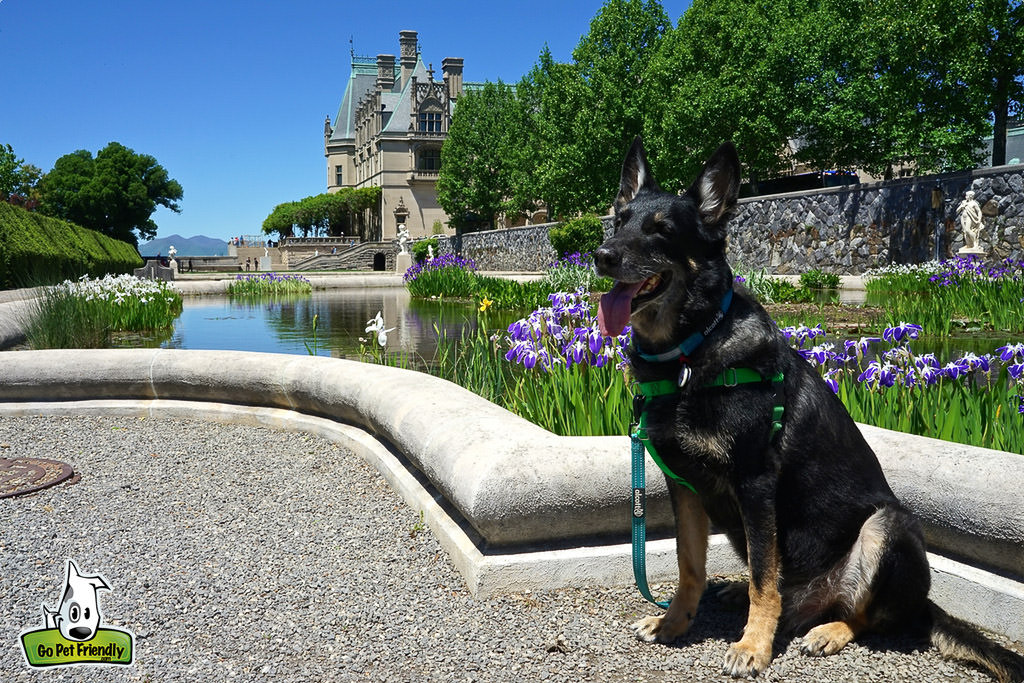Dog sitting by pond with large estate in the background.