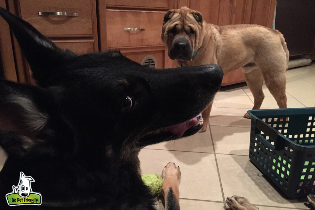 Two dogs on floor of motorhome.