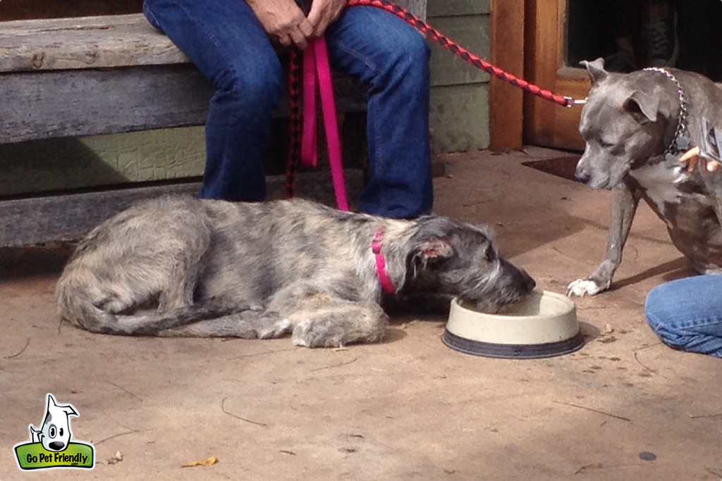 Two dogs looking at dog bowl.