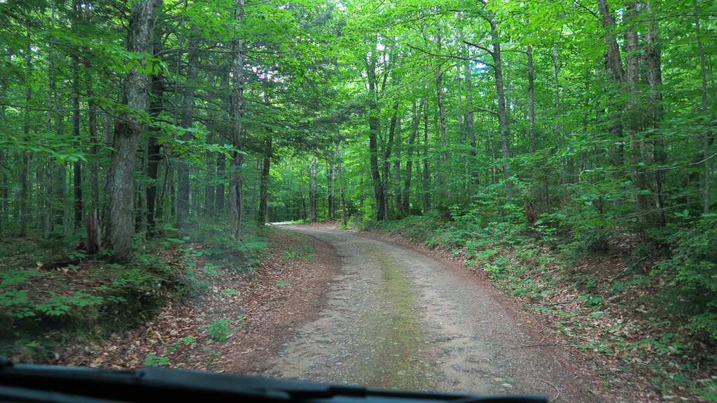 Path through the forest.