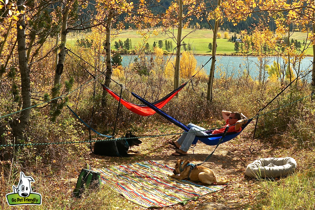 Hammocks set up among the trees with dogs laying underneath and water behind.