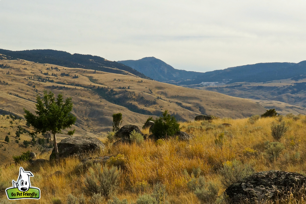 Sparse trees among rolling grassy hills.