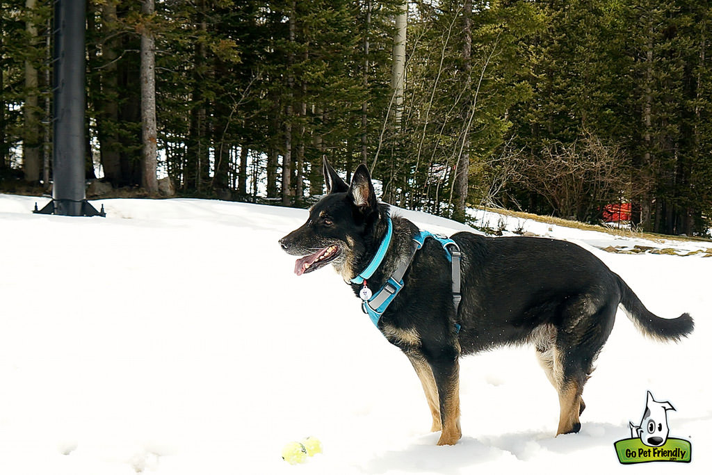 Dog in the snow with trees behind