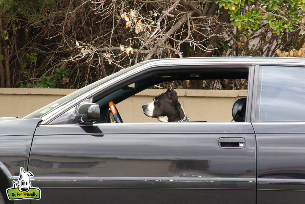 Dog sitting in front of car looking out the window