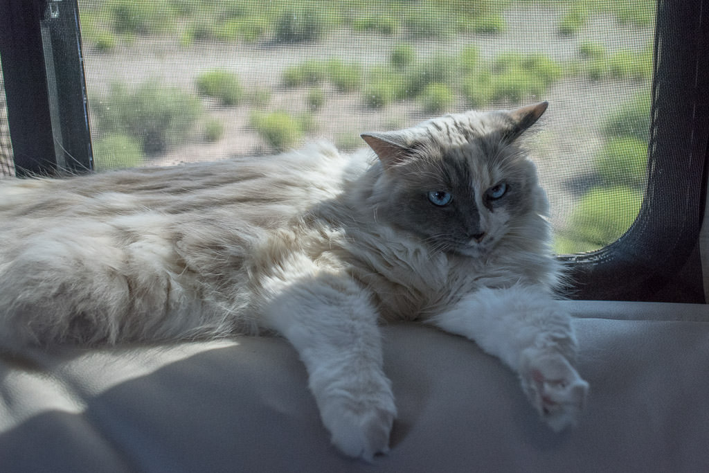 Cat laying on back of couch next to window.