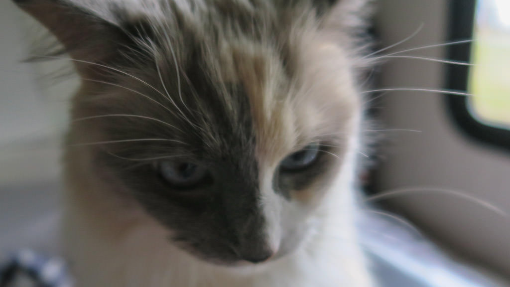 Up close view of cat's face.