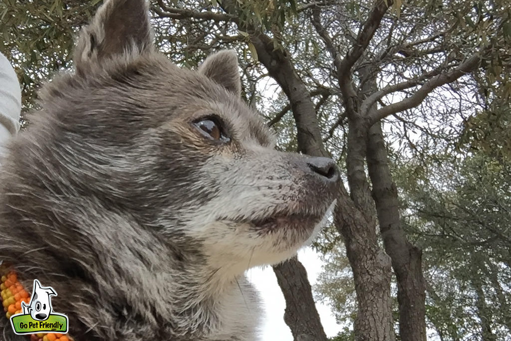 Profile of a small dog.