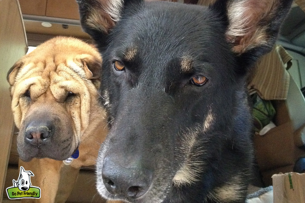 Close up of Ty and Buster's faces.