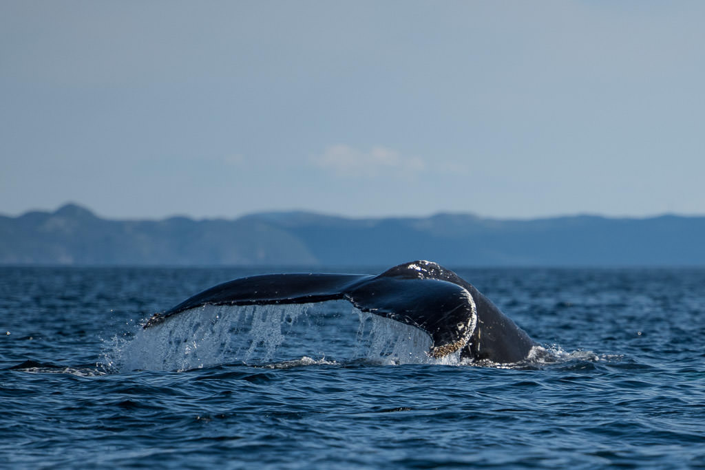 Whale tail peaking above the water