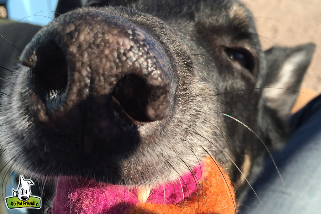 Closeup photo of Buster's nose while he chews on red ball
