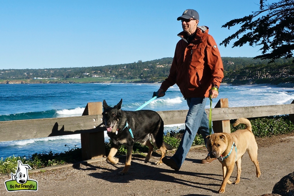 Rod walking Buster and Ty on bright green adjustable leashes next to body of water