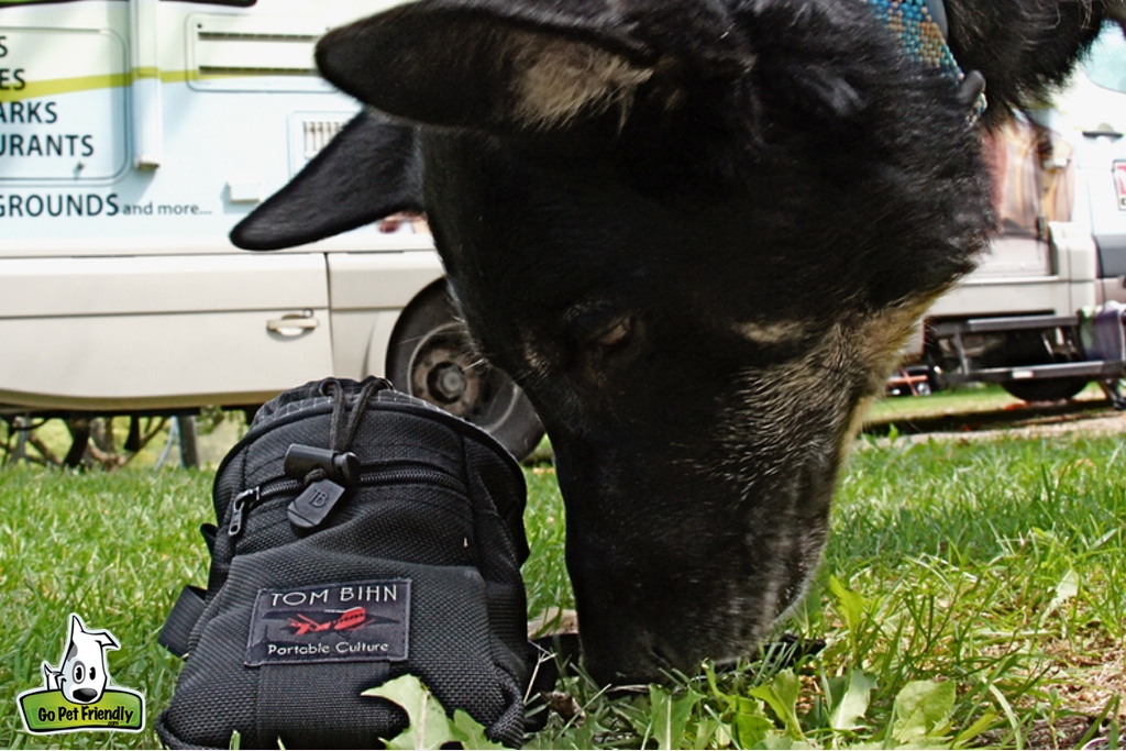 Buster sniffing bag of treats