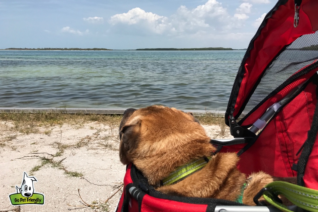 Dog sitting on beach looking out at the water