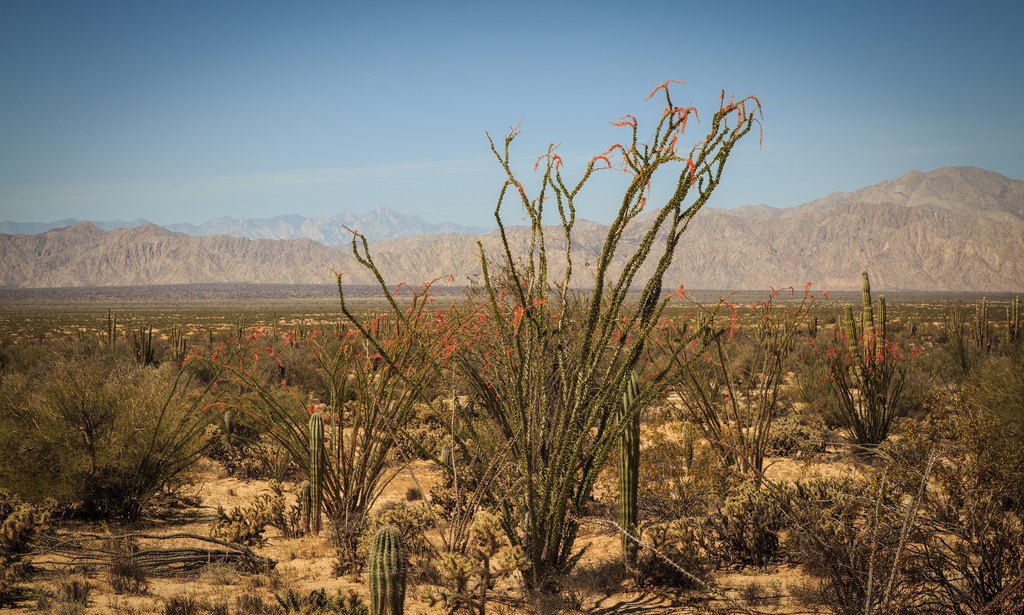 Sandy desert with cacti all around and mountains in the background