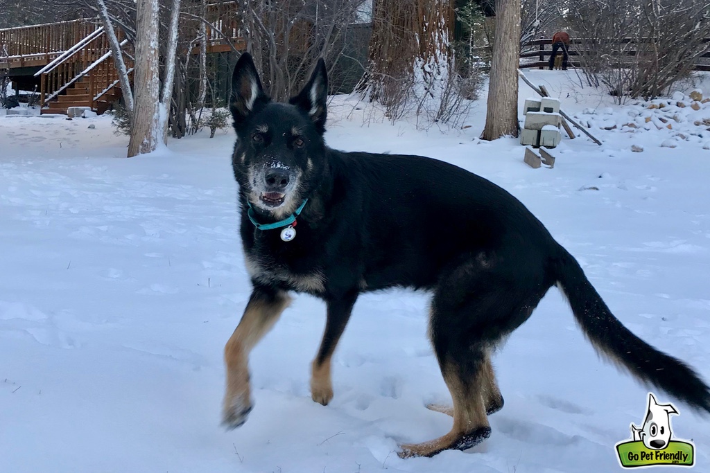 Buster playing outside in the snow with the cabin in the background.