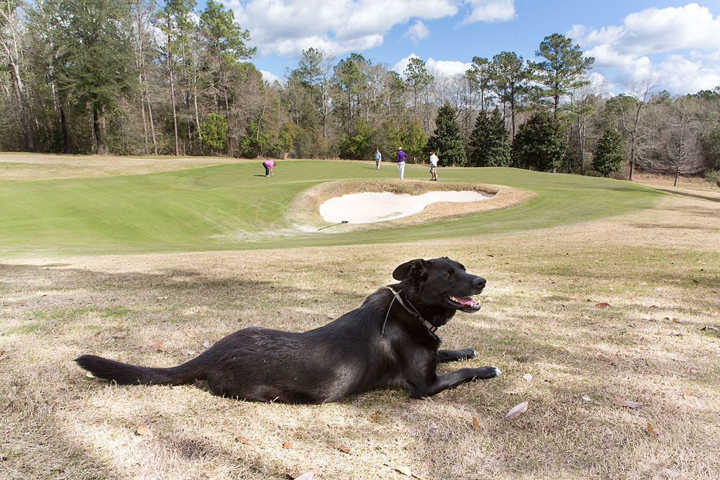 snowbird golf courses | winnebago