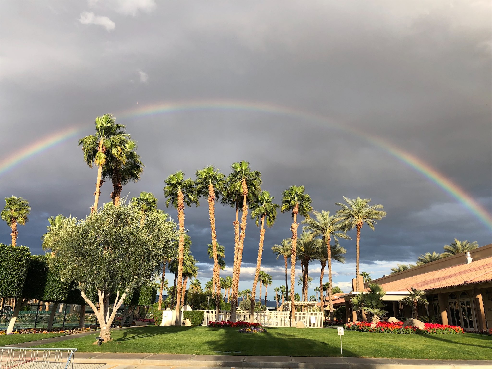 Green grass and palm trees under rainbow