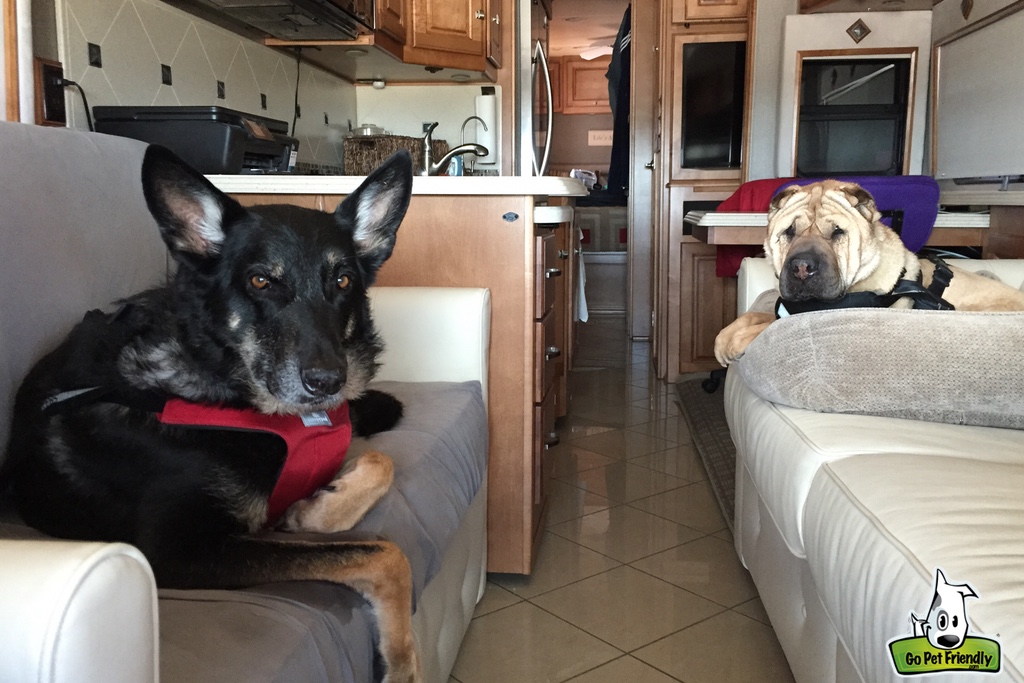 Ty and Buster sleeping on couches in RV