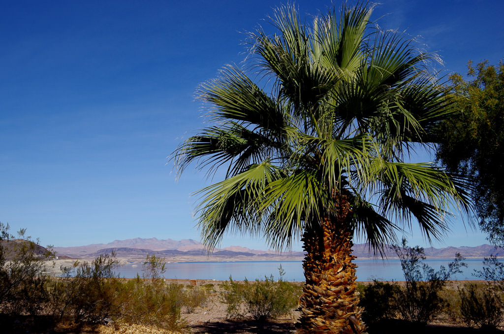 Palm Tree with water in the background
