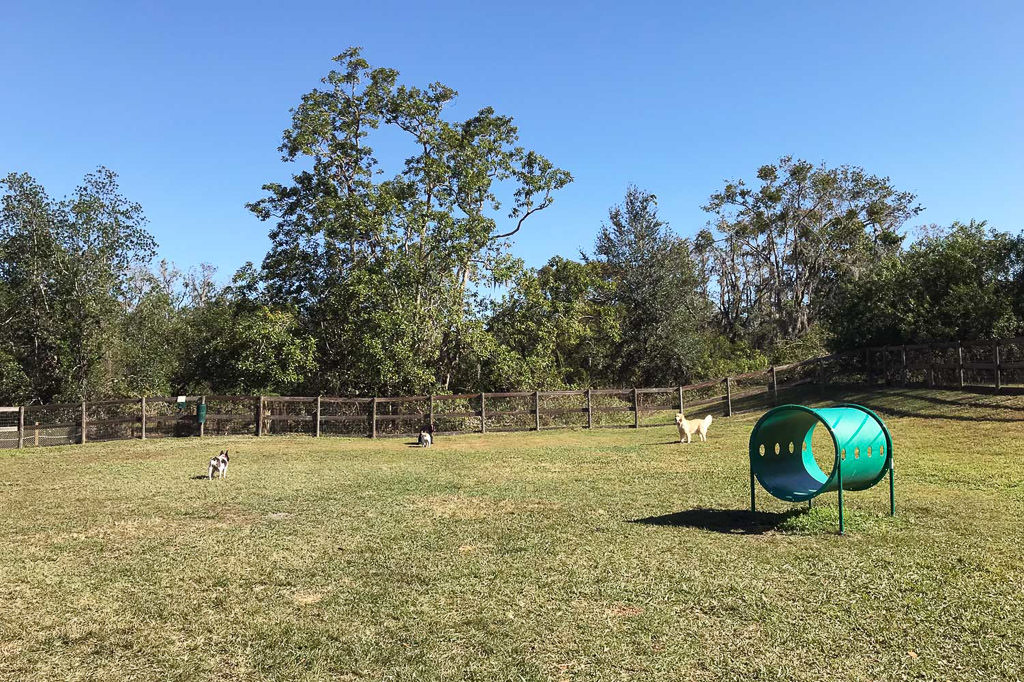 Dogs playing in a dog park