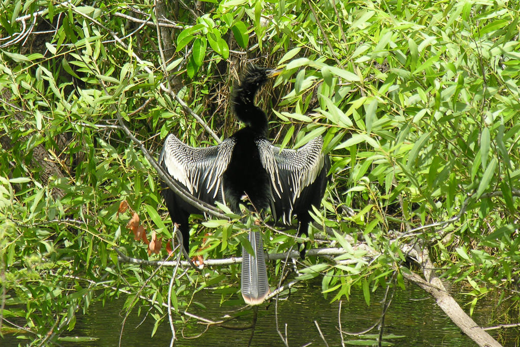 A bird drying its wings.