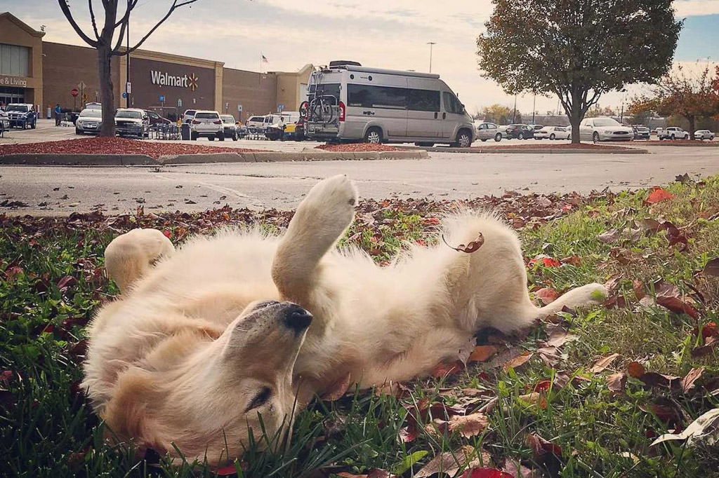 Dog rolling in grass with Walmart and van in the background