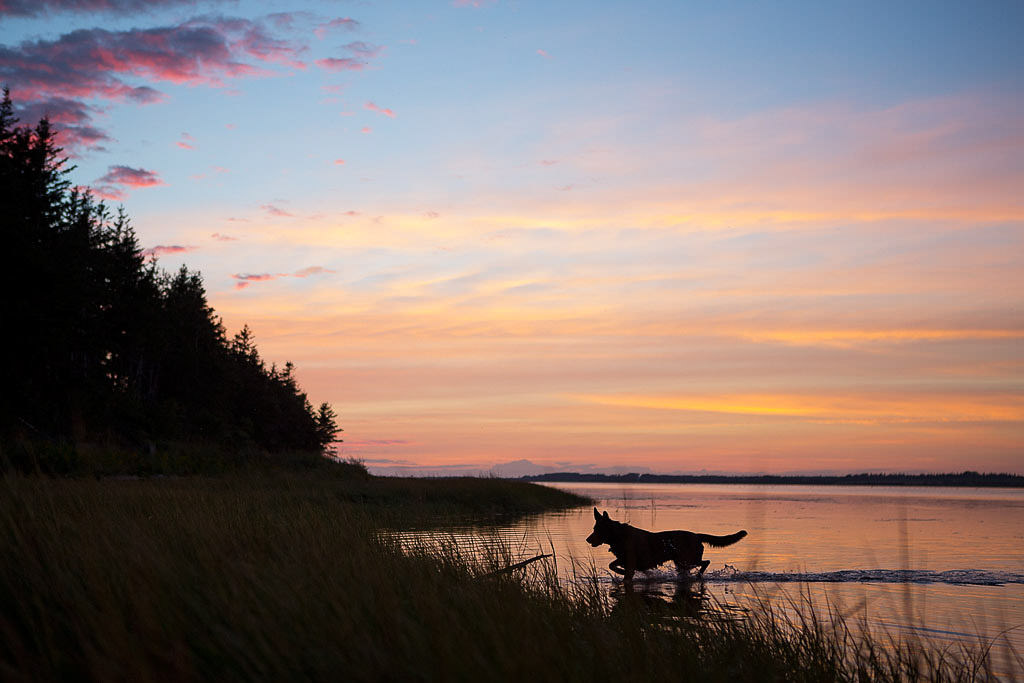 Dog playing in water with breathtaking sunset