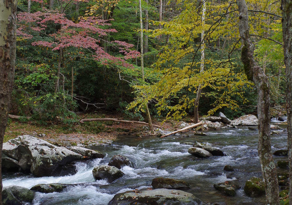 Stream running through the colorful trees