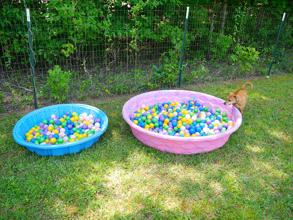 Belle by two kiddie pools filled with balls in dog park